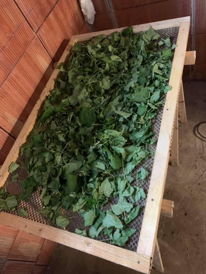 Nectar de cassis naturel Sermoyer