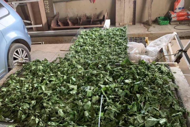 Production et vente de nectar de cassis Sermoyer