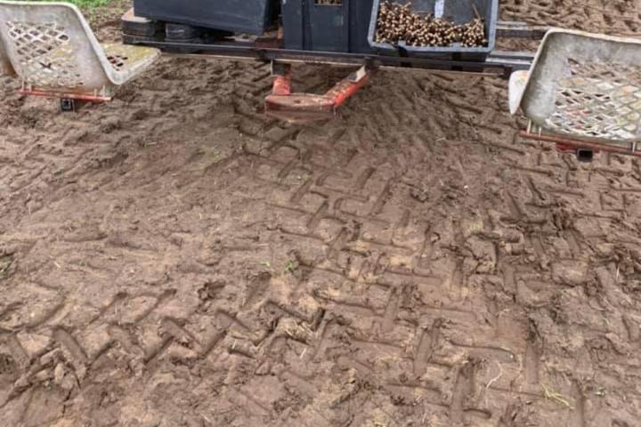 Poivre de bourgeon de cassis séché  Sermoyer