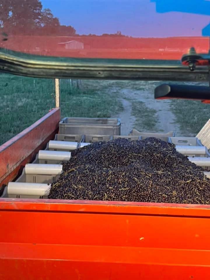 Production et vente de confitures de cassis  Sermoyer