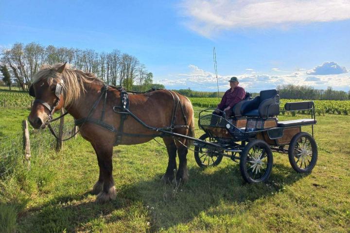 Production et vente de nectar de cassis Sermoyer