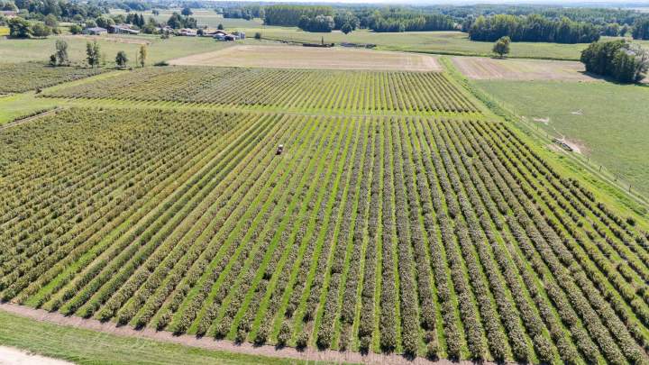 Producteur de cassis Sermoyer