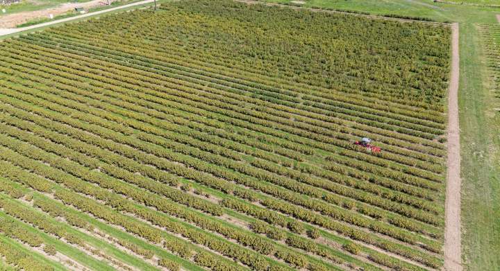 Producteur de cassis Sermoyer