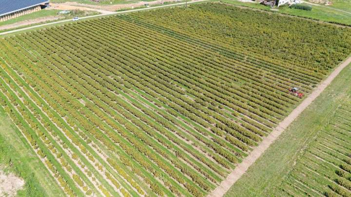 Producteur de cassis Sermoyer