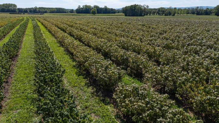 DOMAINE LESCHARMES (5)
