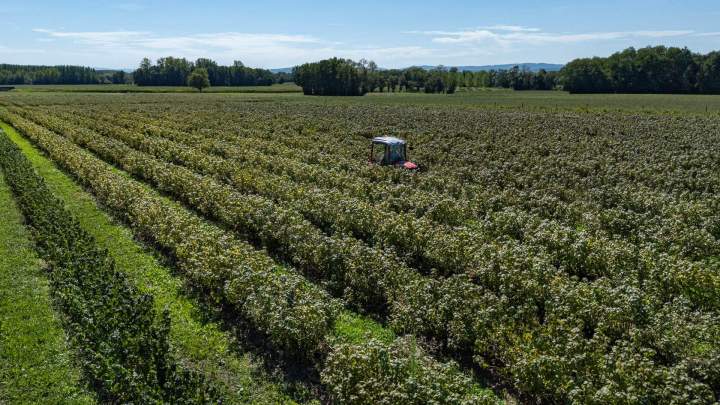 Producteur de cassis Sermoyer