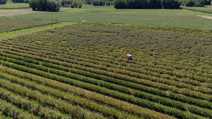 Producteur de cassis Sermoyer