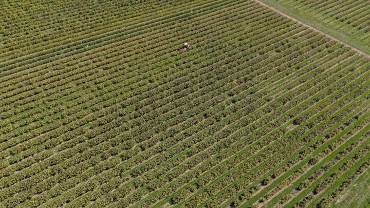 Producteur de cassis Sermoyer