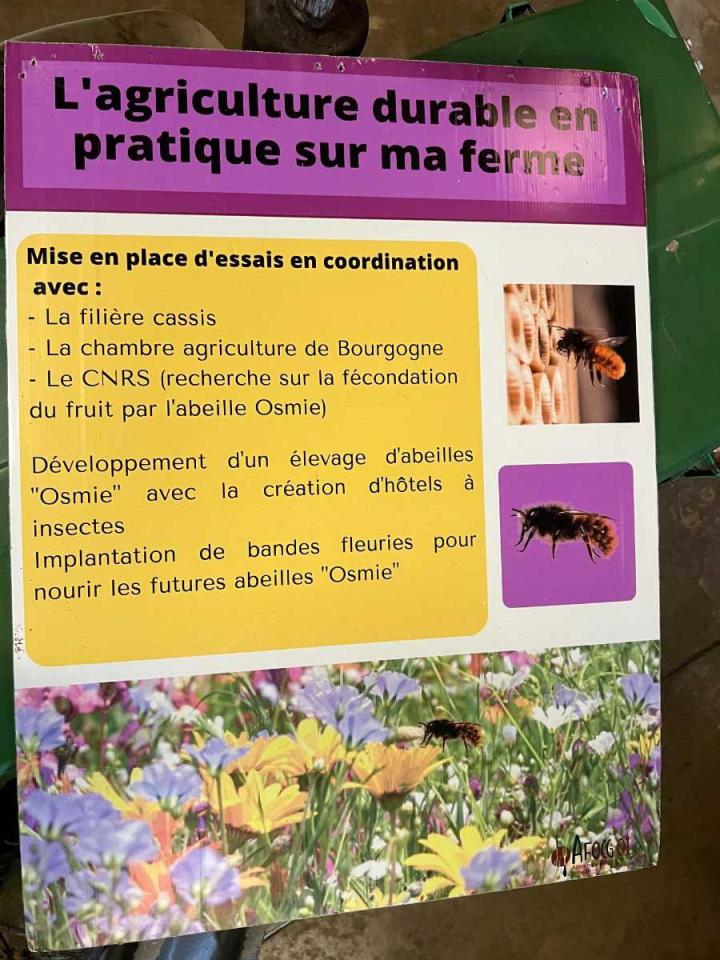 Production et vente de poivres de bourgeon de cassis à Sermoyer