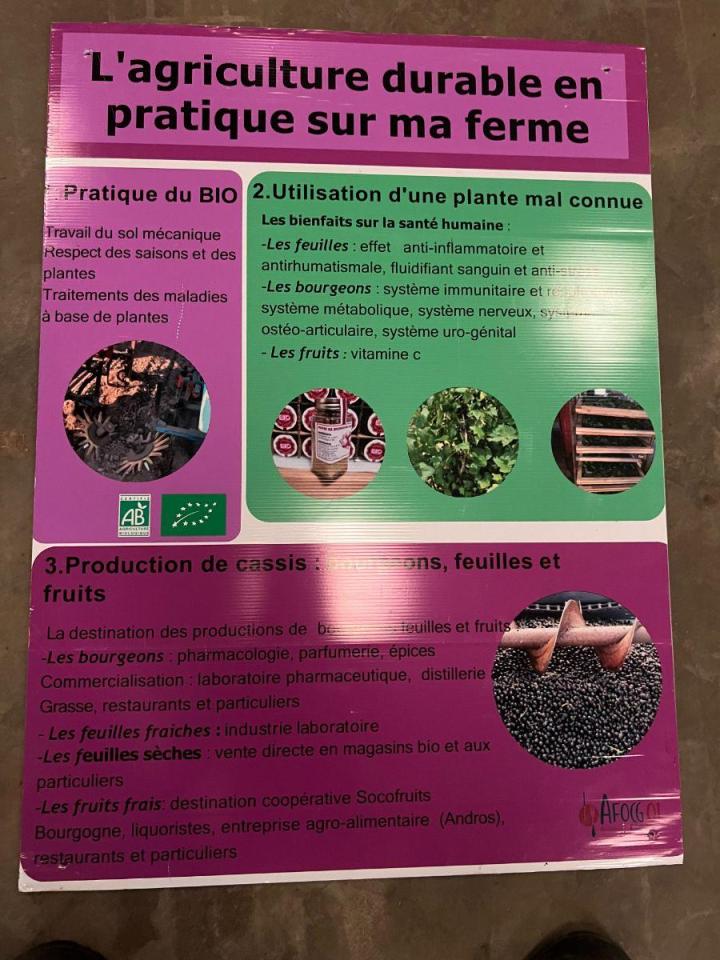 Production et vente de poivres de bourgeon de cassis à Sermoyer